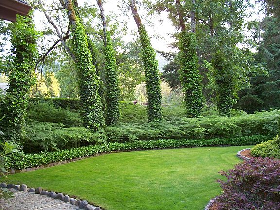 Back yard