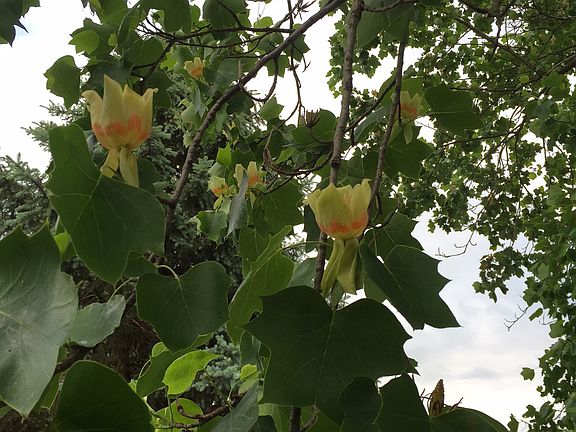 Tulip Tree in the front yard