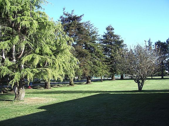 redwood trees in front yard
