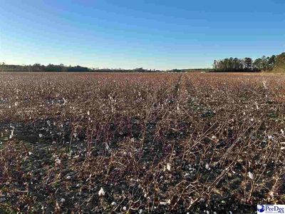 County Line Rd, Clio, SC, 29525