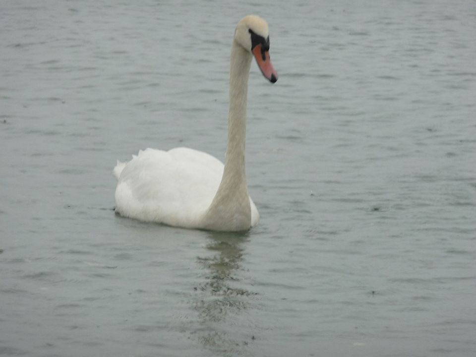 Swan visiting from pond