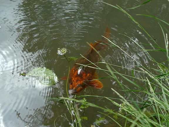 Natural Koi Pond