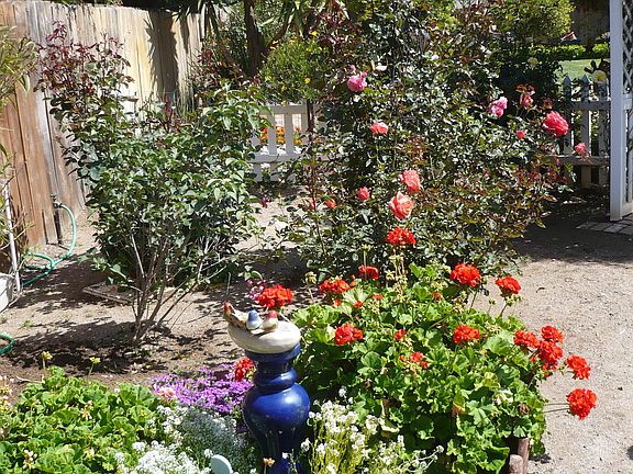inside rose garden