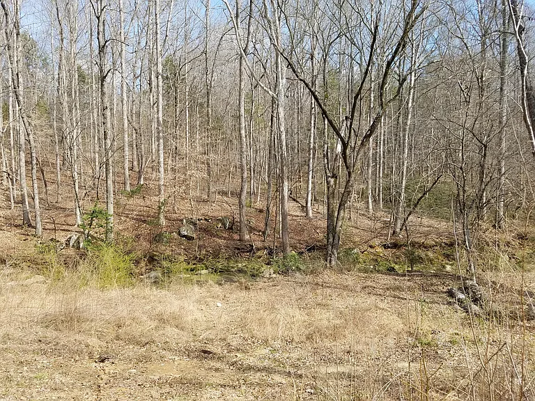 Woods in back yard