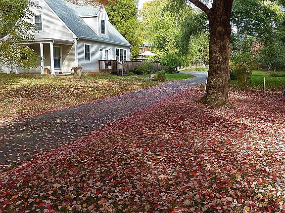 Red Maple Autumn