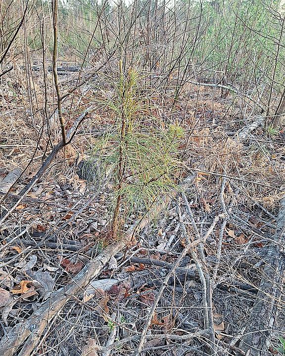 2 year old pines