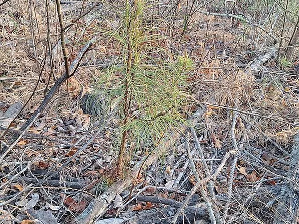 12860 Taylors Store Rd, Nashville, NC 27856