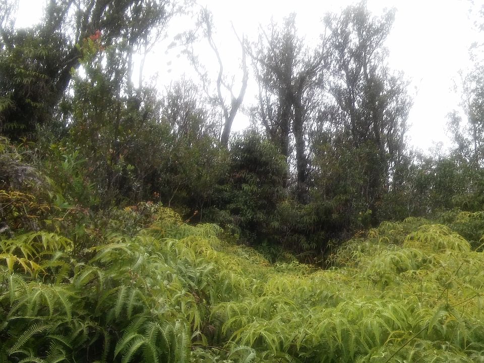 2nd image of Tmk 1-1-101-008-0000 20 Acres Plus Adj.