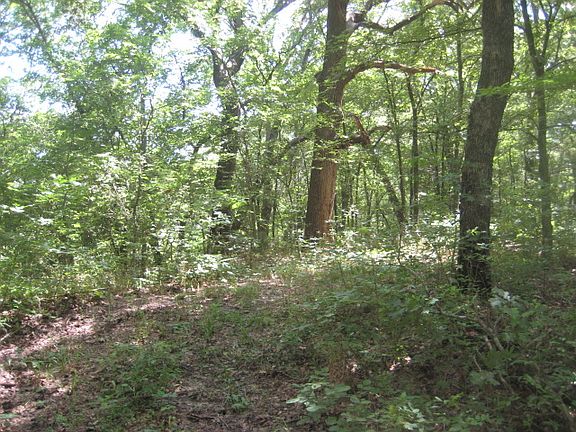 Lots of woods