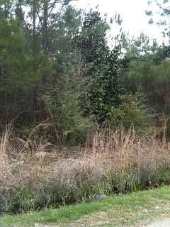 2nd image of Spruce Dr