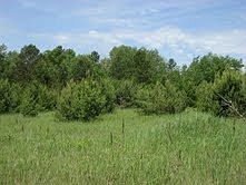 Tree Line