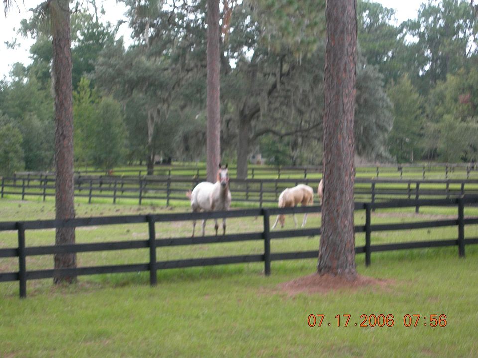 Back pasture