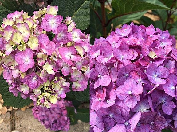 Hydrangea @ picture window 
