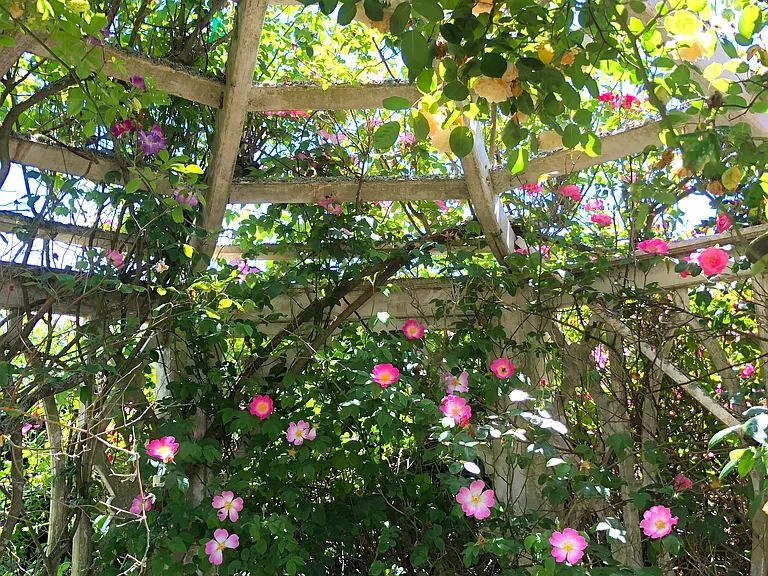 Blooms inside the lathe gazebo look like a rose-filled Japanese lantern when you peek inside.