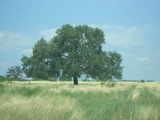 5th image of 6799 FM 1107