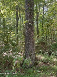 589 Barney Creek Rd, Tellico Plains, TN, 37385