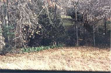 2nd image of 811 Hedgerow Trl