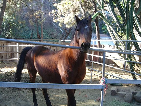 Possible hores property