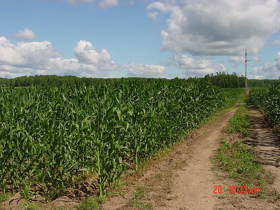 Corn crop 2