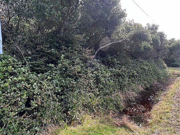 Clear out the brush and leave the evergreens for character and shade!>