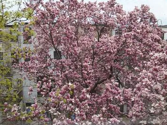 Sold by Corcoran | media 16