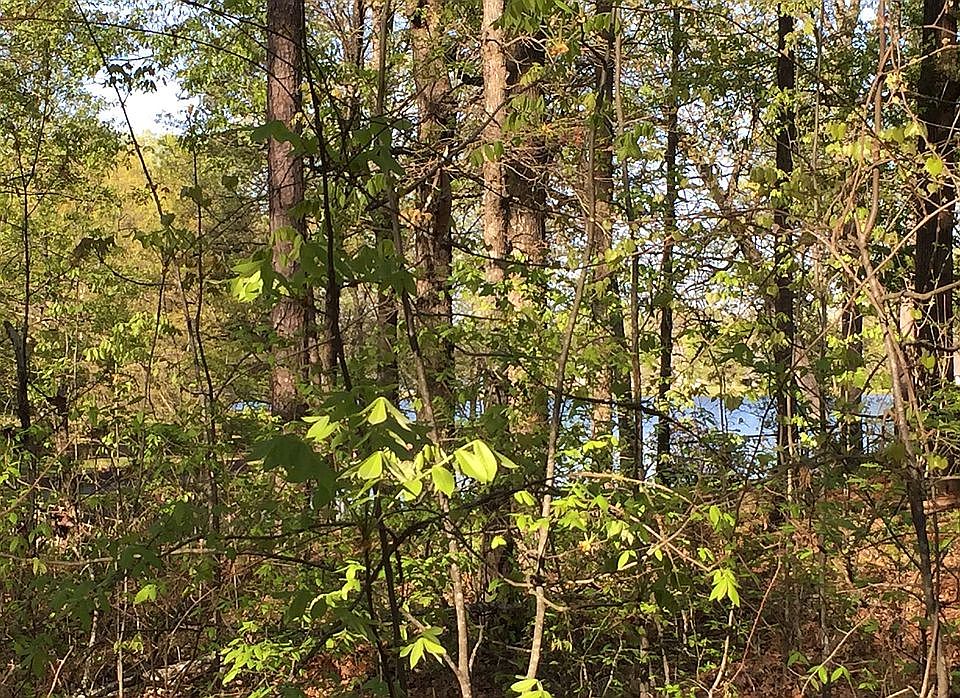 Beautiful View Through Woods