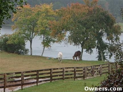 Two Horses Included in Sale, Blaze and Roho