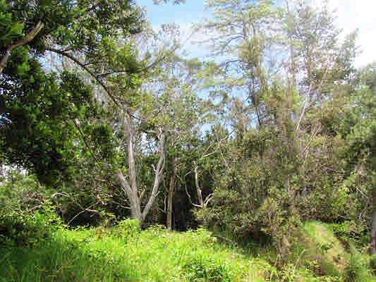 1st image of Pukeawe Cir Lot 158