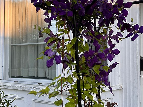 Beautiful flowers at every corner