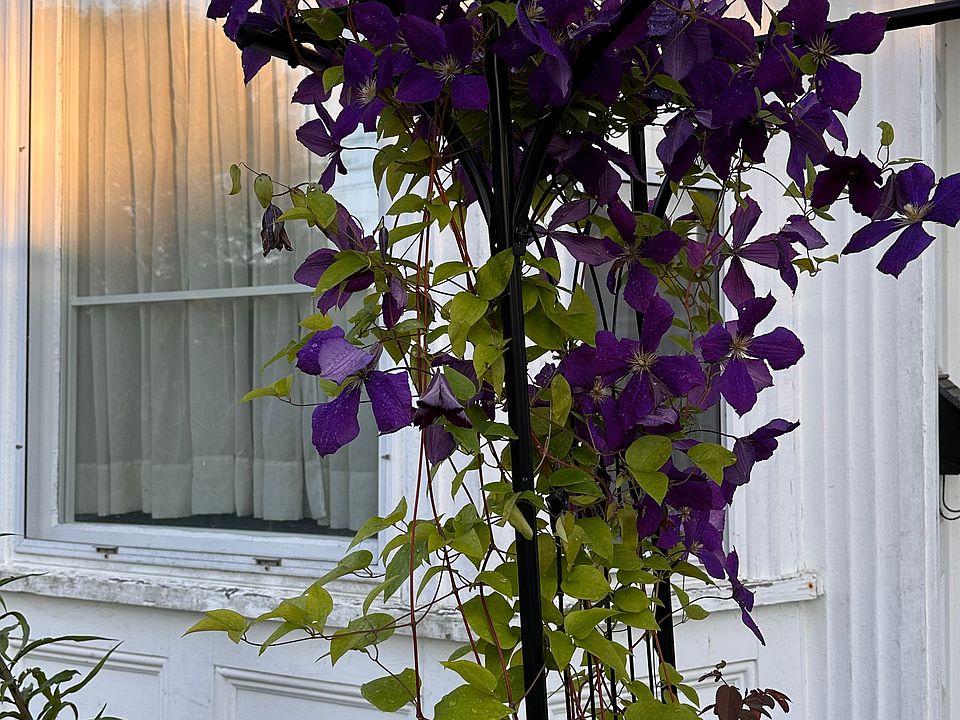Beautiful flowers at every corner