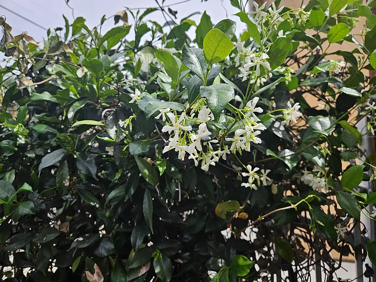 Spring Star Jasmine