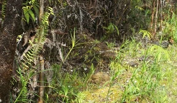 4th image of Road 3 Hopue Lot 2977