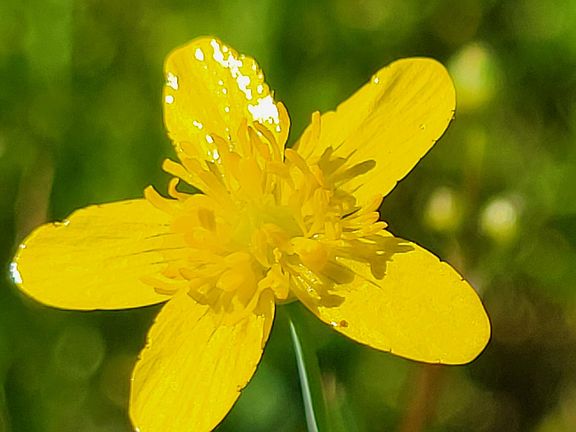 5th image of 0 Jaceys Tract Rd