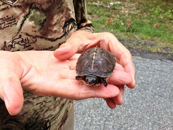 Young turtle hatched on prop