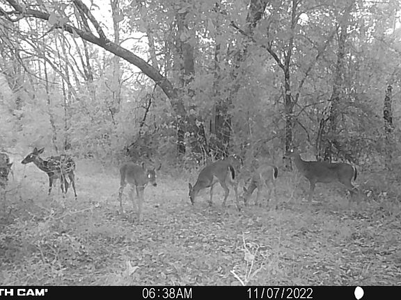 Strong Deer population