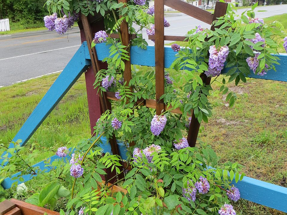 Wysteria