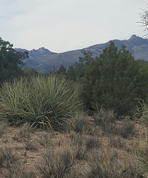 1st image of Cowboy Fence Road