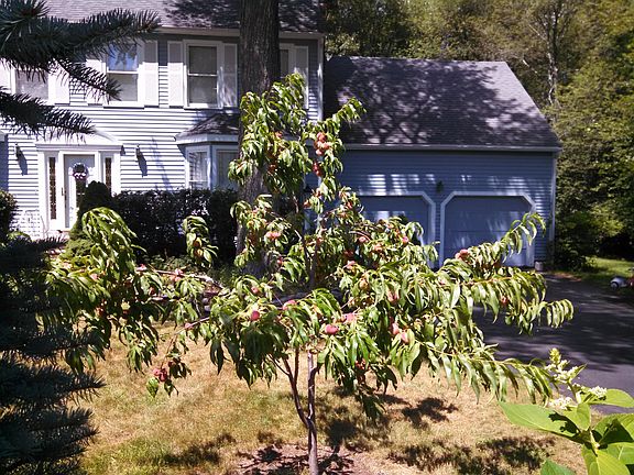Fruit (donut peach) tree