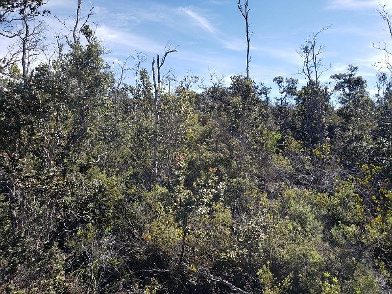 1st image of King Kamehameha Blvd Lot 7