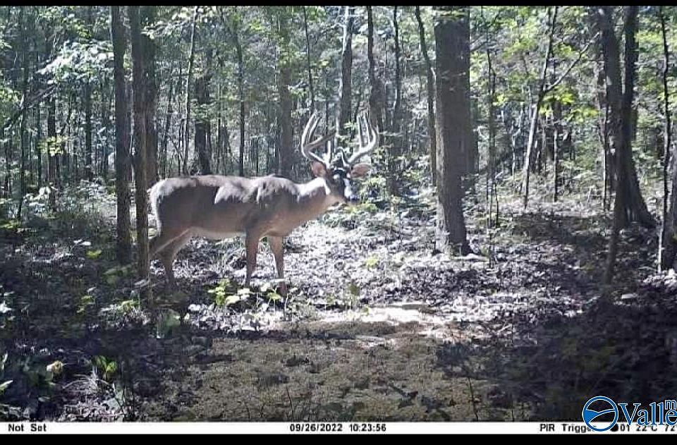 100 A County Hwy 30, Woodville, AL 35776 MLS 1835260 Zillow