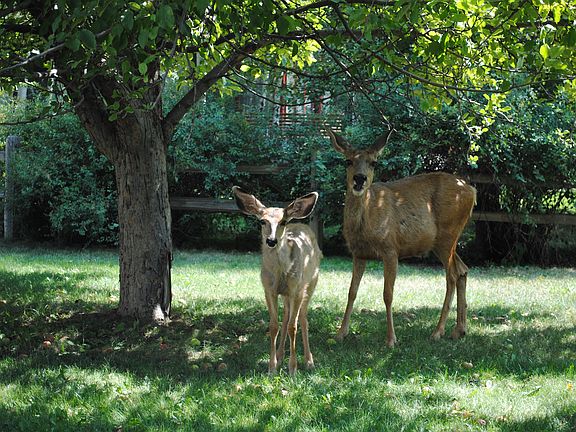 Deer in fall under apple tre
