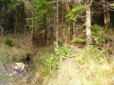 999 Sae UPPR OIL, Forks, WA, 98331