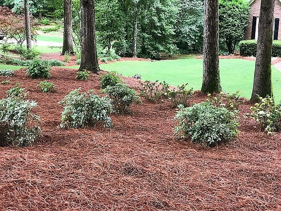Established grass and shrubs