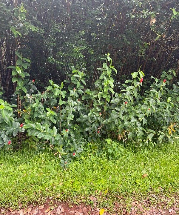 1st image of Hilo St Lot 533