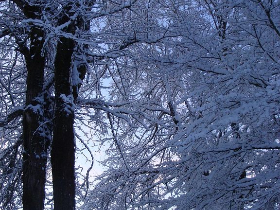 Snow dustings