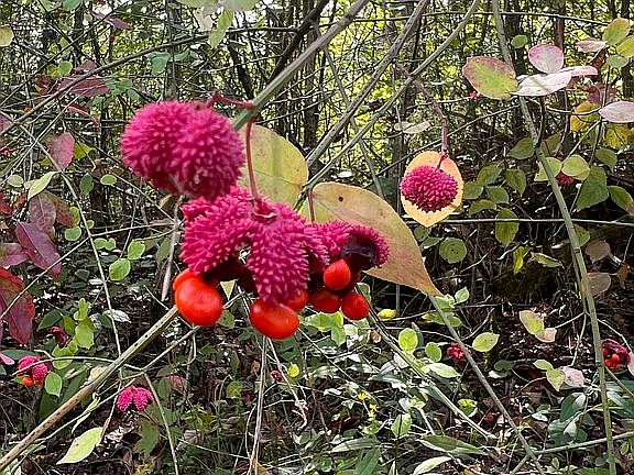 Wild strawberry bush