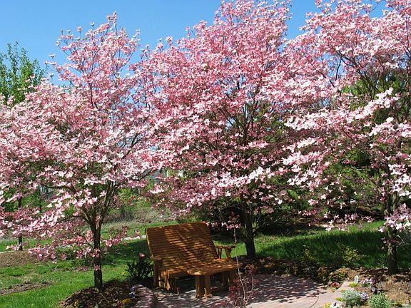 Dogwoods in Bloom