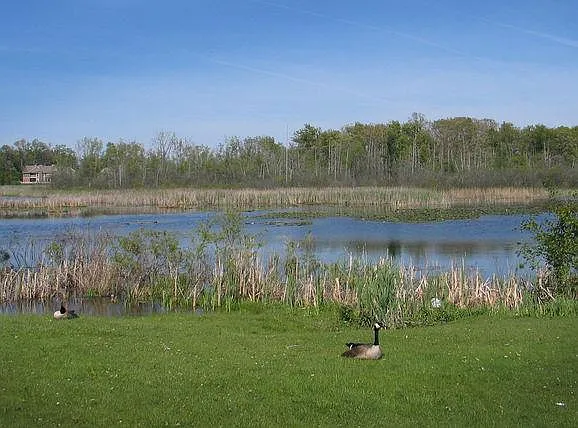 Pond at Brighton Cove with a grassy field in front of the pound. In the grassy field is a goose and beyond the pond is a forrest.
