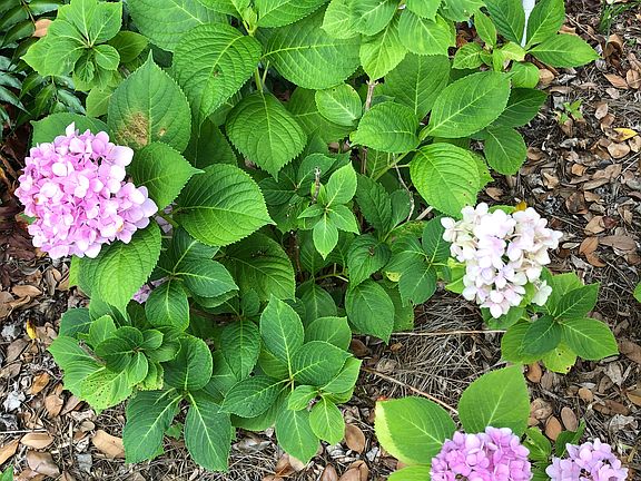 Hydrangeas in back yard
