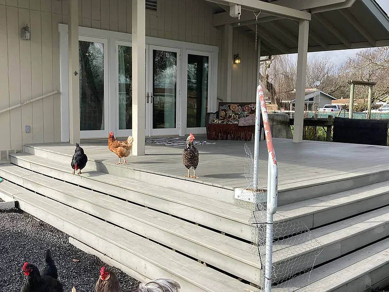 The fowl will visit.